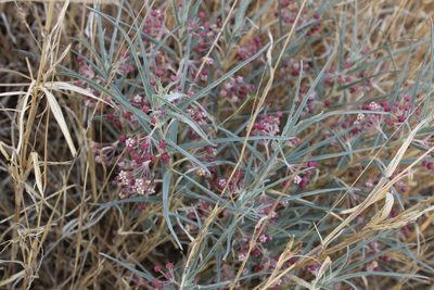 Asclepias brachystephana, photographed by Francisco Martínez González