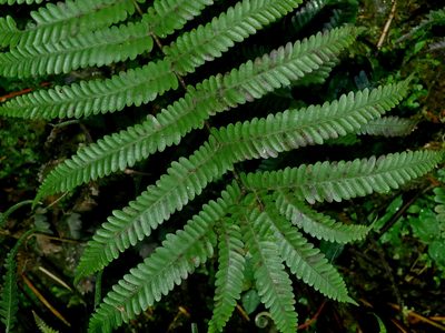 Pteris setulosocostulata, photographed by Jacy Chen