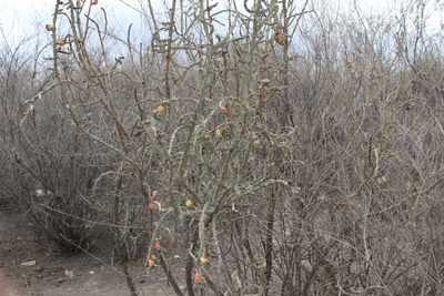 Cylindropuntia kleiniae, photographed by Francisco Martínez González