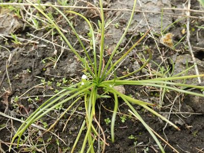 Isoetes nuttallii, photographed by Randal