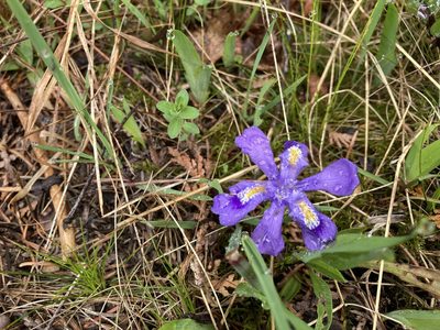 Iris lacustris, photographed by Kathleen Houlahan Chayer
