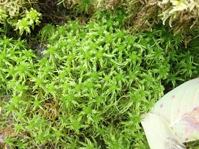 Sphagnum girgensohnii, photographed by Randal