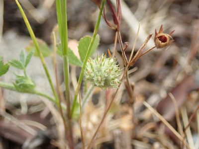 Trifolium microcephalum, photographed by Randal