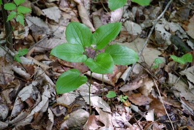 Smilax pulverulenta, photographed by Bonnie Semmling