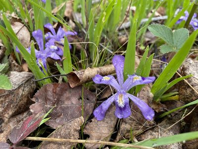 Iris lacustris, photographed by Kathleen Houlahan Chayer