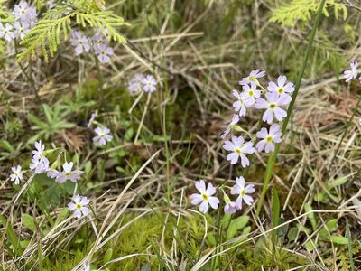 Primula mistassinica, photographed by Kathleen Houlahan Chayer