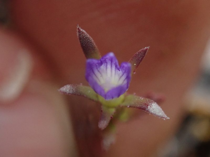 Githopsis specularioides, photographed by Randal