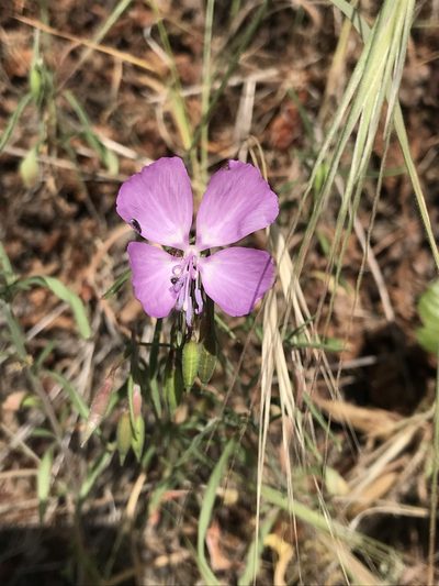 Clarkia dudleyana, photographed by LJ Moore-McClelland