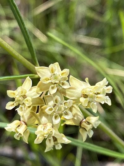 Asclepias viridula, photographed by Alan Weakley
