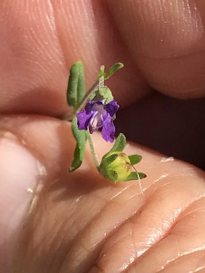 Collinsia parryi, photographed by LJ Moore-McClelland