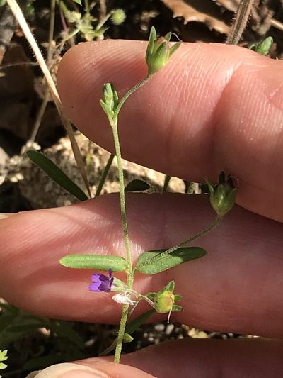 Collinsia parryi, photographed by LJ Moore-McClelland