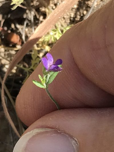 Collinsia parryi, photographed by LJ Moore-McClelland