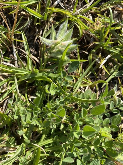 Astragalus villosus, photographed by Alan Weakley