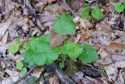 Heuchera americana, photographed by Bonnie Semmling