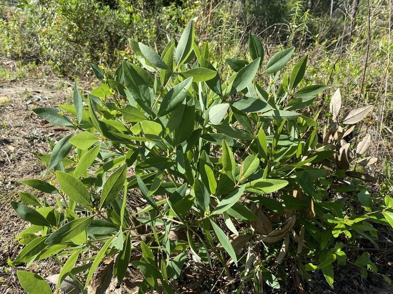 Baptisia lanceolata, photographed by Alan Weakley