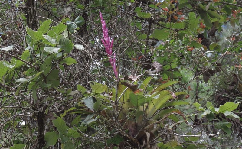 Tillandsia lucida, photographed by maryury