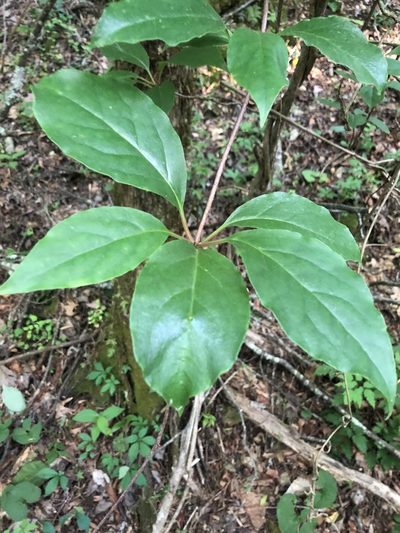 Schisandra glabra, photographed by John Kees
