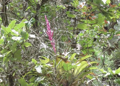 Tillandsia lucida, photographed by maryury