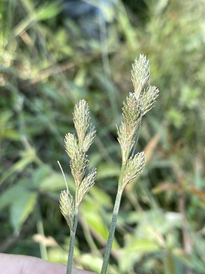 Carex longii, photographed by Alan Weakley