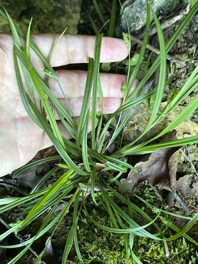 Carex abscondita, photographed by Alan Weakley
