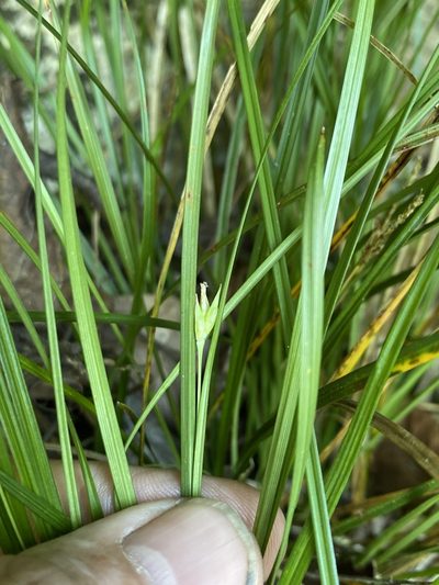 Carex basiantha, photographed by Alan Weakley