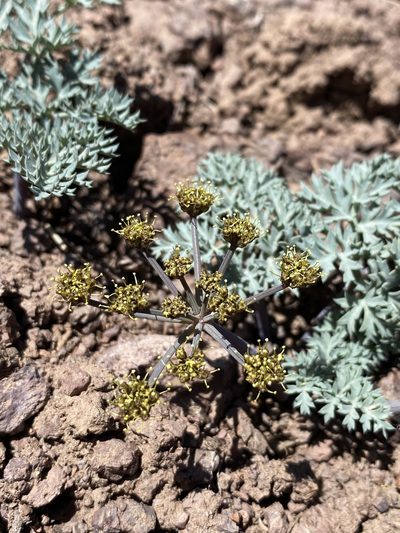 Cymopterus jonesii, photographed by Matt Berger