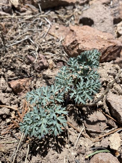 Cymopterus jonesii, photographed by Matt Berger