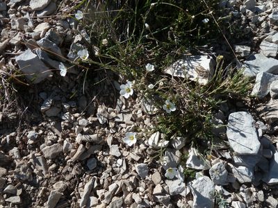 Cherleria capillacea, photographed by aroche