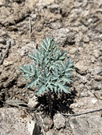 Cymopterus jonesii, photographed by Matt Berger