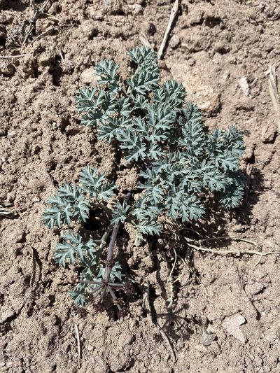 Cymopterus jonesii, photographed by Matt Berger