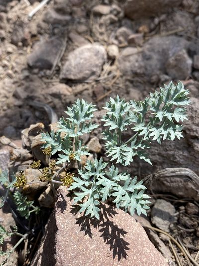 Cymopterus jonesii, photographed by Matt Berger