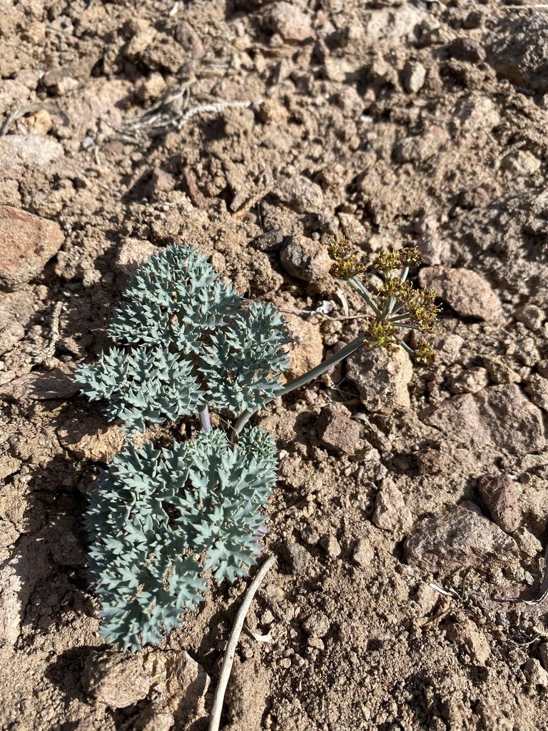 Cymopterus jonesii, photographed by Matt Berger