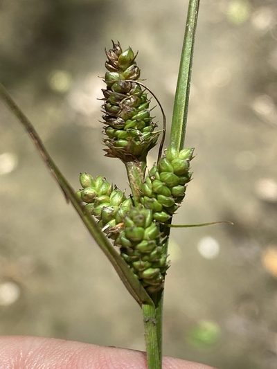 Carex complanata, photographed by Alan Weakley