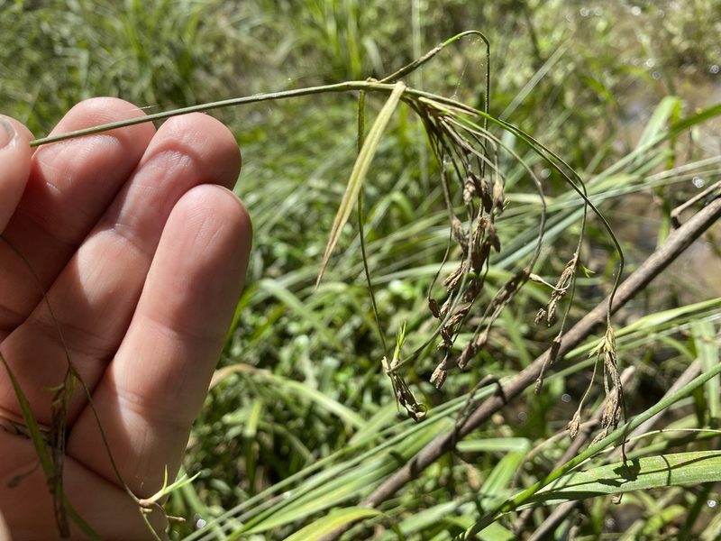 Scirpus lineatus, photographed by Alan Weakley