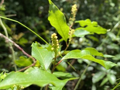 Ditrysinia fruticosa, photographed by Alan Weakley