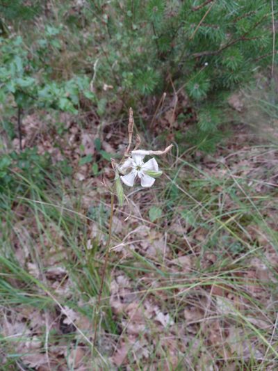 Silene paradoxa, photographed by aroche