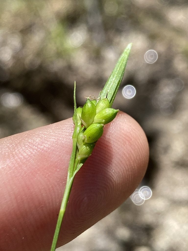 Carex gholsonii, photographed by Alan Weakley