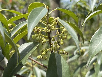 Elaeocarpus chinensis, photographed by Yj