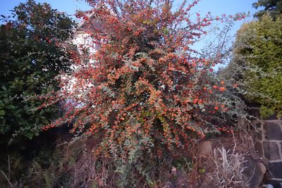 Cotoneaster franchetii, photographed by Jon Sullivan