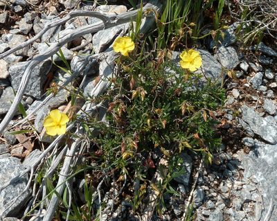 Fumana scoparia, photographed by aroche