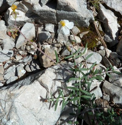 Helianthemum violaceum, photographed by aroche