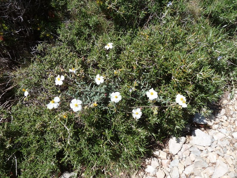 Helianthemum violaceum, photographed by aroche