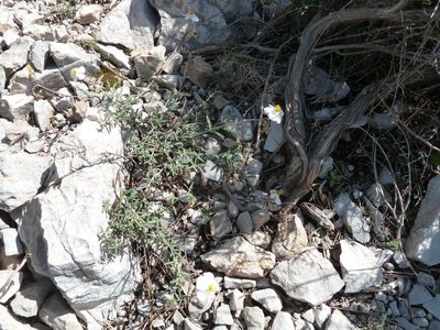 Helianthemum violaceum, photographed by aroche