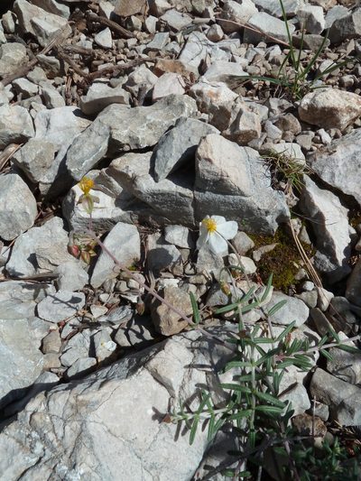 Helianthemum violaceum, photographed by aroche