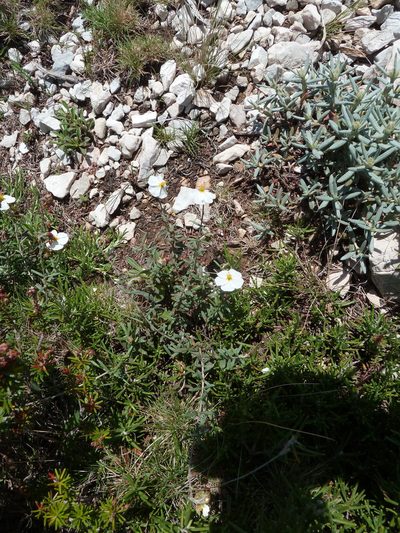 Helianthemum violaceum, photographed by aroche