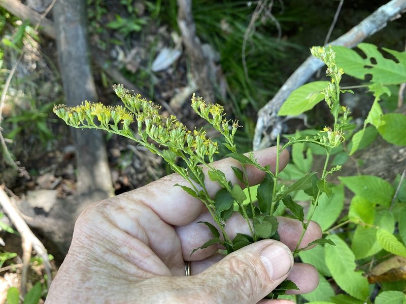 Solidago auriculata, photographed by Alan Weakley