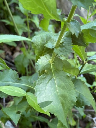 Solidago auriculata, photographed by Alan Weakley