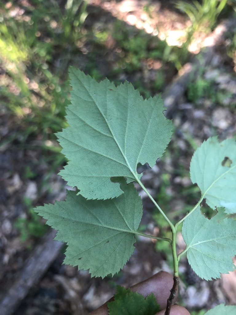 Crataegus gattingeri, photographed by John Kees