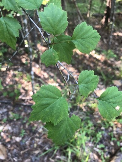 Crataegus gattingeri, photographed by John Kees