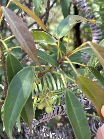 Elaeocarpus chinensis, photographed by Yj